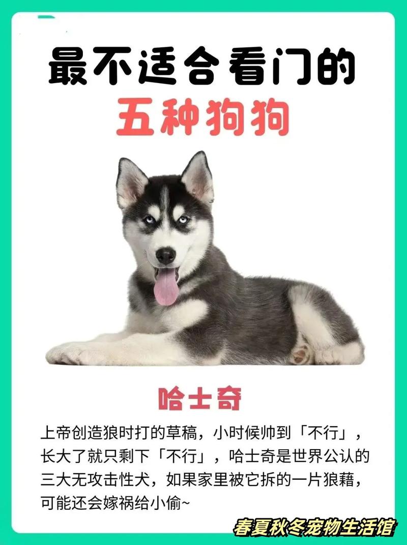 最贪吃的狗狗排名，贪吃的狗叫什么名字？-第2张图片-后鲨宠物