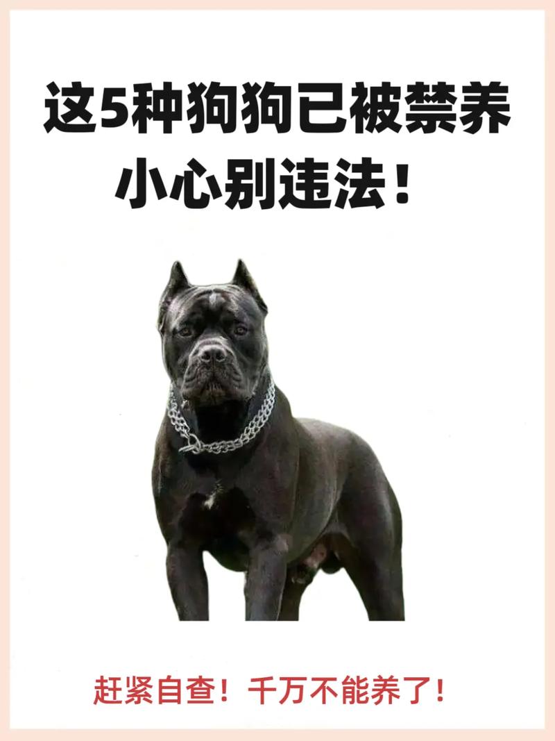 最贪吃的狗狗排名，贪吃的狗叫什么名字？-第4张图片-后鲨宠物