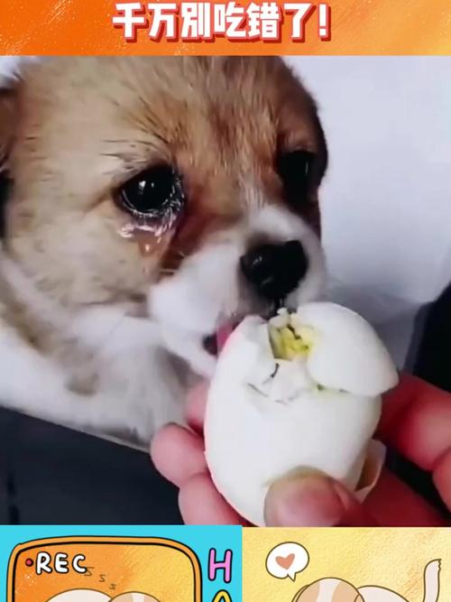 狗狗吃蛋清会怎么样,狗狗吃蛋清会怎么样吗?-第2张图片-后鲨宠物 狗狗吃蛋清会怎么样,狗狗吃蛋清会怎么样吗?-第2张图片-后鲨宠物