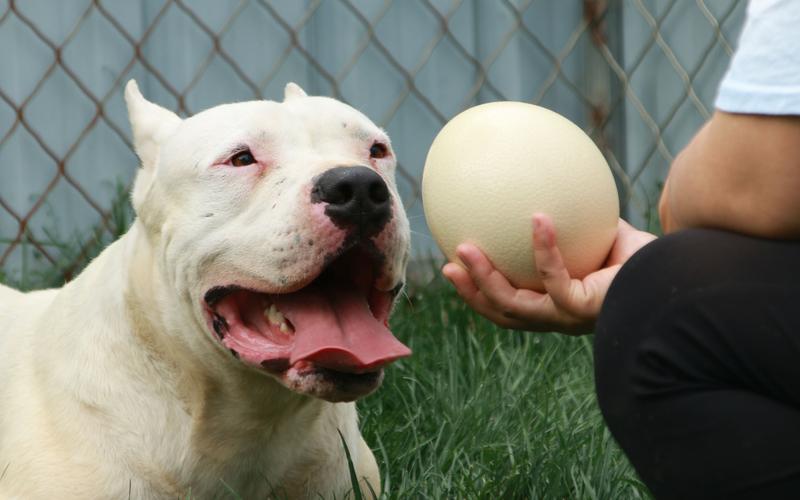 狗狗吃蛋清会怎么样,狗狗吃蛋清会怎么样吗?-第6张图片-后鲨宠物 狗狗吃蛋清会怎么样,狗狗吃蛋清会怎么样吗?-第6张图片-后鲨宠物