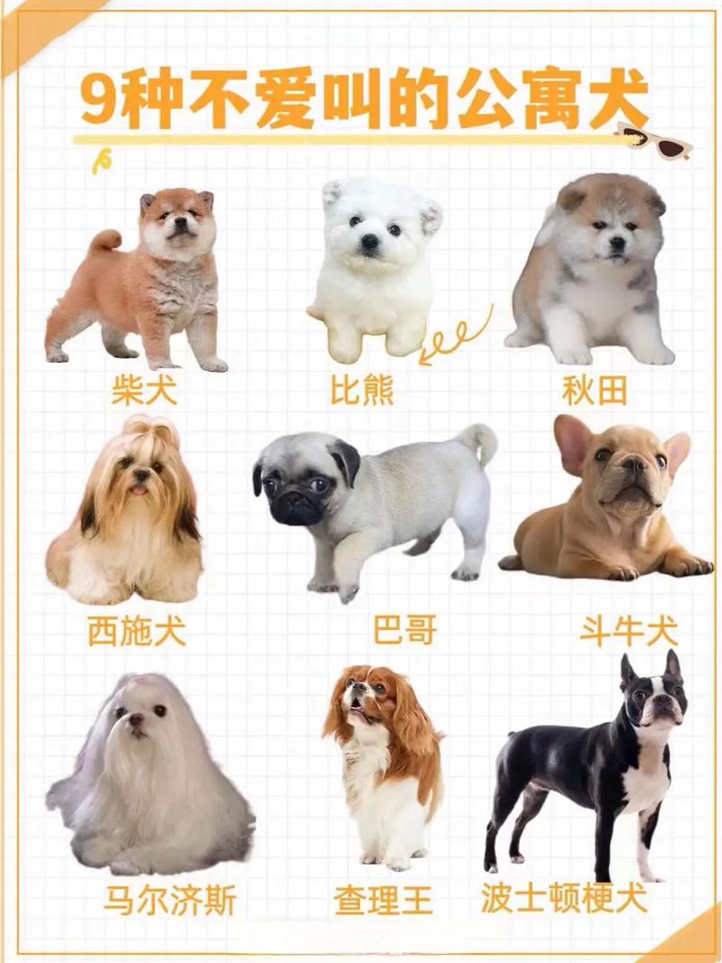 什么狗狗不爱叫,什么狗狗不喜欢叫?-第1张图片-后鲨宠物 什么狗狗不爱叫,什么狗狗不喜欢叫?-第1张图片-后鲨宠物