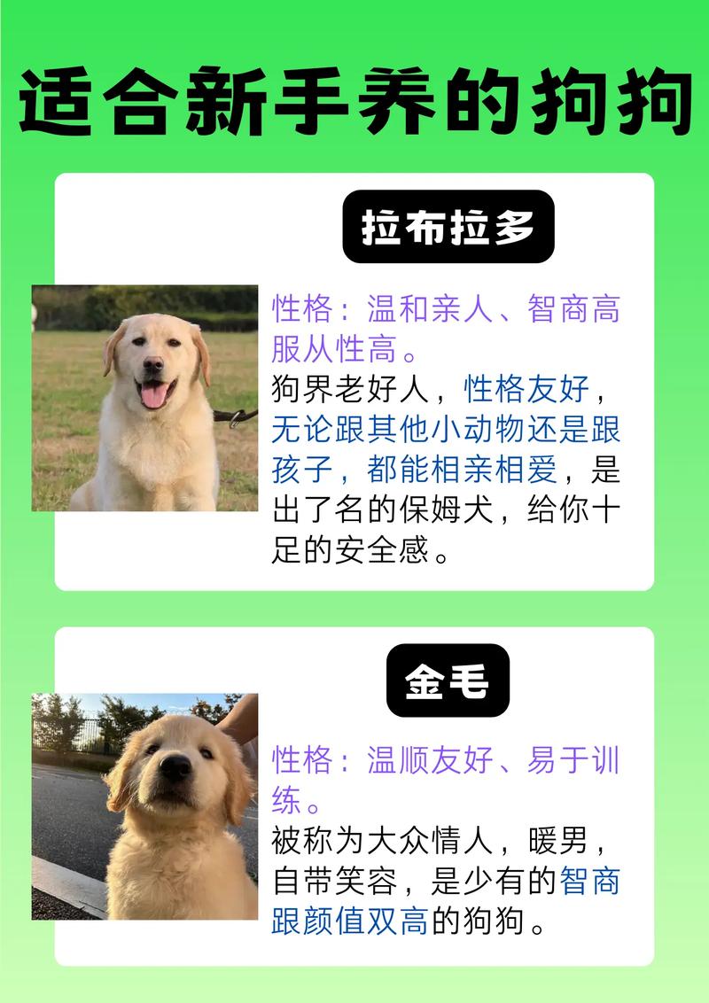 什么狗狗不爱叫,什么狗狗不喜欢叫?-第4张图片-后鲨宠物 什么狗狗不爱叫,什么狗狗不喜欢叫?-第4张图片-后鲨宠物