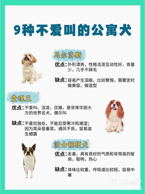 什么狗狗不爱叫,什么狗狗不喜欢叫?-第6张图片-后鲨宠物 什么狗狗不爱叫,什么狗狗不喜欢叫?-第6张图片-后鲨宠物