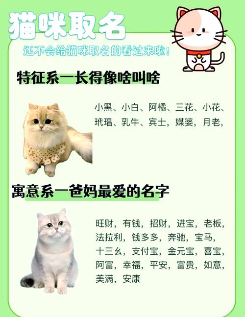 猫咪名字奇葩搞笑,猫咪名字搞怪?-第3张图片-后鲨宠物 猫咪名字奇葩搞笑,猫咪名字搞怪?-第3张图片-后鲨宠物