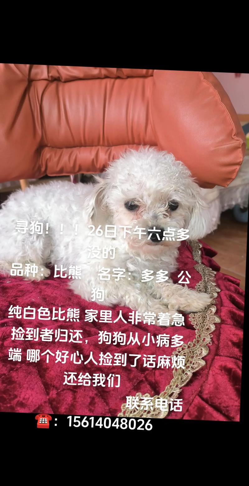 狗狗名字怎么取,狗狗名字取法-第6张图片-后鲨宠物 狗狗名字怎么取,狗狗名字取法-第6张图片-后鲨宠物