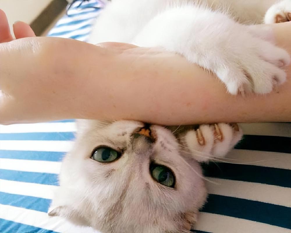 猫咪为什么爱咬人,猫咪为什么爱咬人的手-第3张图片-后鲨宠物 猫咪为什么爱咬人,猫咪为什么爱咬人的手-第3张图片-后鲨宠物