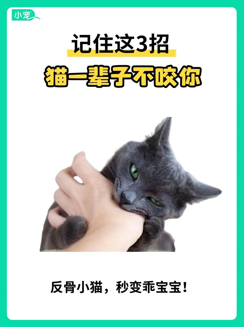 猫咪为什么爱咬人,猫咪为什么爱咬人的手-第5张图片-后鲨宠物 猫咪为什么爱咬人,猫咪为什么爱咬人的手-第5张图片-后鲨宠物