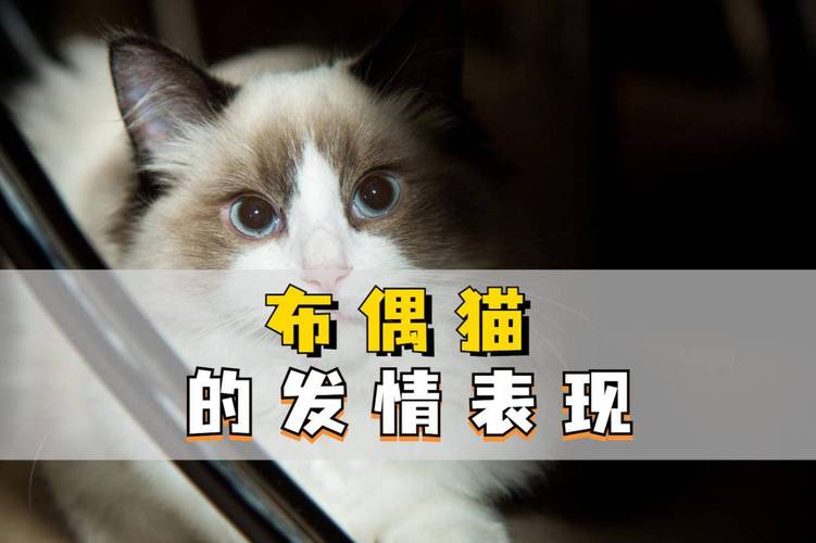 猫咪一年发情几次,猫咪一年发情几次会怀孕-第6张图片-后鲨宠物 猫咪一年发情几次,猫咪一年发情几次会怀孕-第6张图片-后鲨宠物