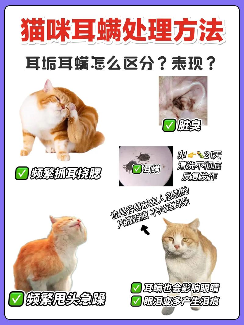 猫咪怎么除耳螨_猫咪除耳螨多久一次-第2张图片-后鲨宠物 猫咪怎么除耳螨_猫咪除耳螨多久一次-第2张图片-后鲨宠物