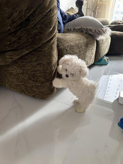 狗狗换环境拉稀正常吗,狗狗换环境拉稀正常吗怎么办-第4张图片-后鲨宠物 狗狗换环境拉稀正常吗,狗狗换环境拉稀正常吗怎么办-第4张图片-后鲨宠物