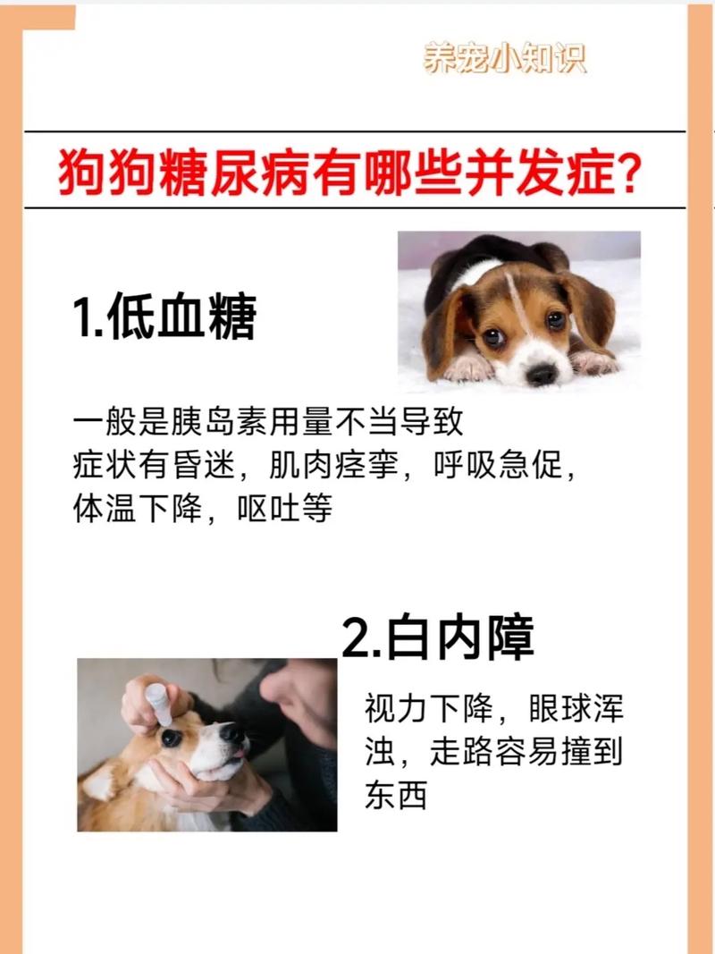 狗狗低血糖症状_狗狗低血糖的症状-第5张图片-后鲨宠物 狗狗低血糖症状_狗狗低血糖的症状-第5张图片-后鲨宠物