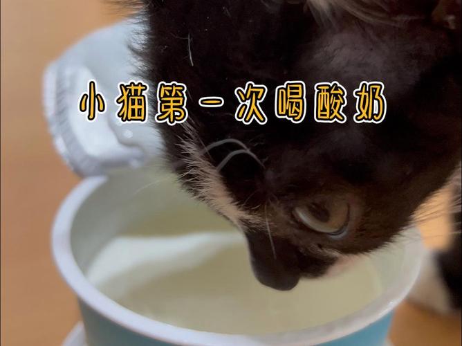 猫咪可不可以喝酸奶_猫咪可不可以喝酸奶过滤色乳清-第6张图片-后鲨宠物 猫咪可不可以喝酸奶_猫咪可不可以喝酸奶过滤色乳清-第6张图片-后鲨宠物