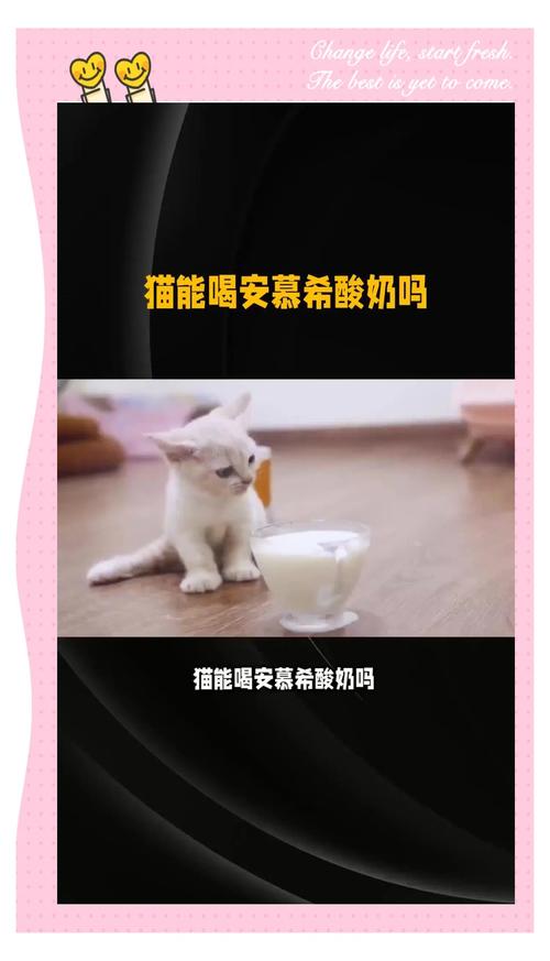 猫咪可不可以喝酸奶_猫咪可不可以喝酸奶过滤色乳清-第5张图片-后鲨宠物 猫咪可不可以喝酸奶_猫咪可不可以喝酸奶过滤色乳清-第5张图片-后鲨宠物