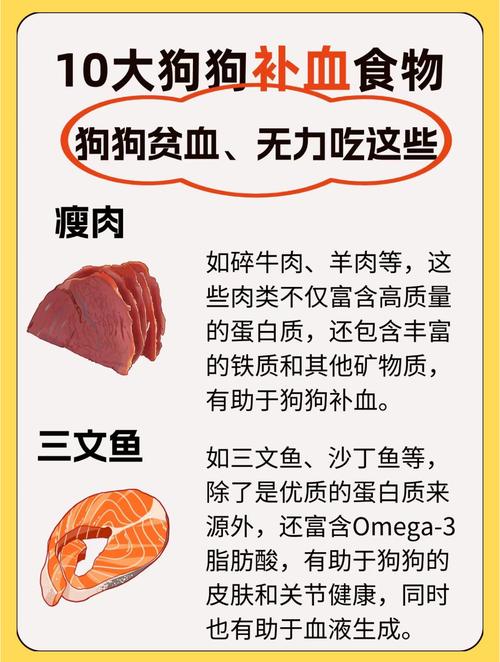 狗狗贫血吃什么补血_狗狗贫血吃啥可以补血-第3张图片-后鲨宠物 狗狗贫血吃什么补血_狗狗贫血吃啥可以补血-第3张图片-后鲨宠物