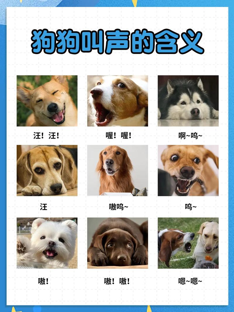 为什么狗狗一直叫,为什么狗狗一直叫还抓住主人-第1张图片-后鲨宠物 为什么狗狗一直叫,为什么狗狗一直叫还抓住主人-第1张图片-后鲨宠物