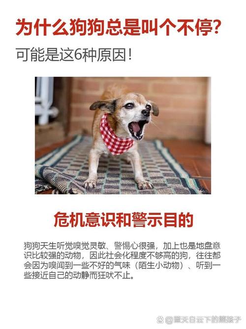 为什么狗狗一直叫,为什么狗狗一直叫还抓住主人-第4张图片-后鲨宠物 为什么狗狗一直叫,为什么狗狗一直叫还抓住主人-第4张图片-后鲨宠物