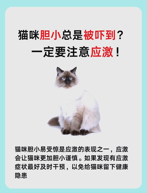 猫咪会被吓死吗,猫咪会被吓死吗还能活吗知乎-第3张图片-后鲨宠物 猫咪会被吓死吗,猫咪会被吓死吗还能活吗知乎-第3张图片-后鲨宠物