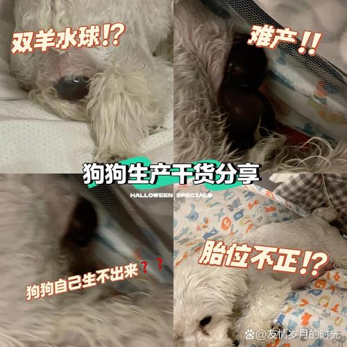 狗狗破羊水后多久能生,狗狗破羊水多久下狗?-第2张图片-后鲨宠物 狗狗破羊水后多久能生,狗狗破羊水多久下狗?-第2张图片-后鲨宠物