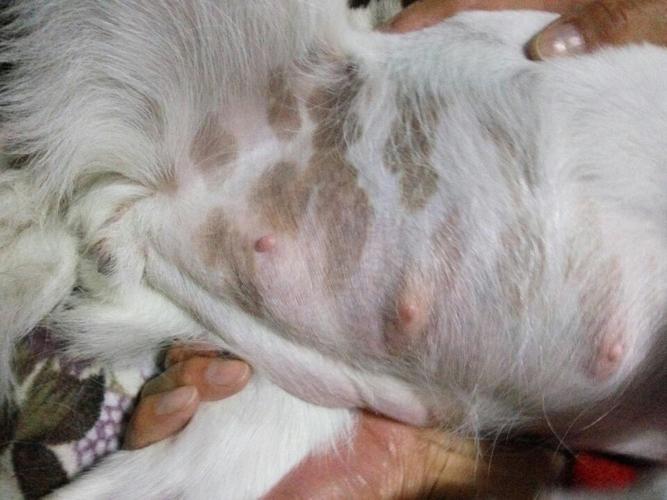 狗狗破羊水后多久能生,狗狗破羊水多久下狗?-第5张图片-后鲨宠物 狗狗破羊水后多久能生,狗狗破羊水多久下狗?-第5张图片-后鲨宠物