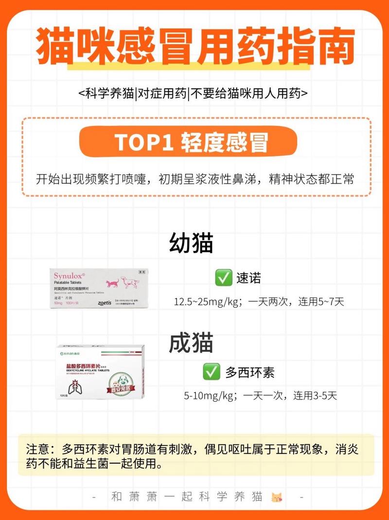 猫猫感冒怎么办_猫咪感冒了能自愈吗-第1张图片-后鲨宠物 猫猫感冒怎么办_猫咪感冒了能自愈吗-第1张图片-后鲨宠物