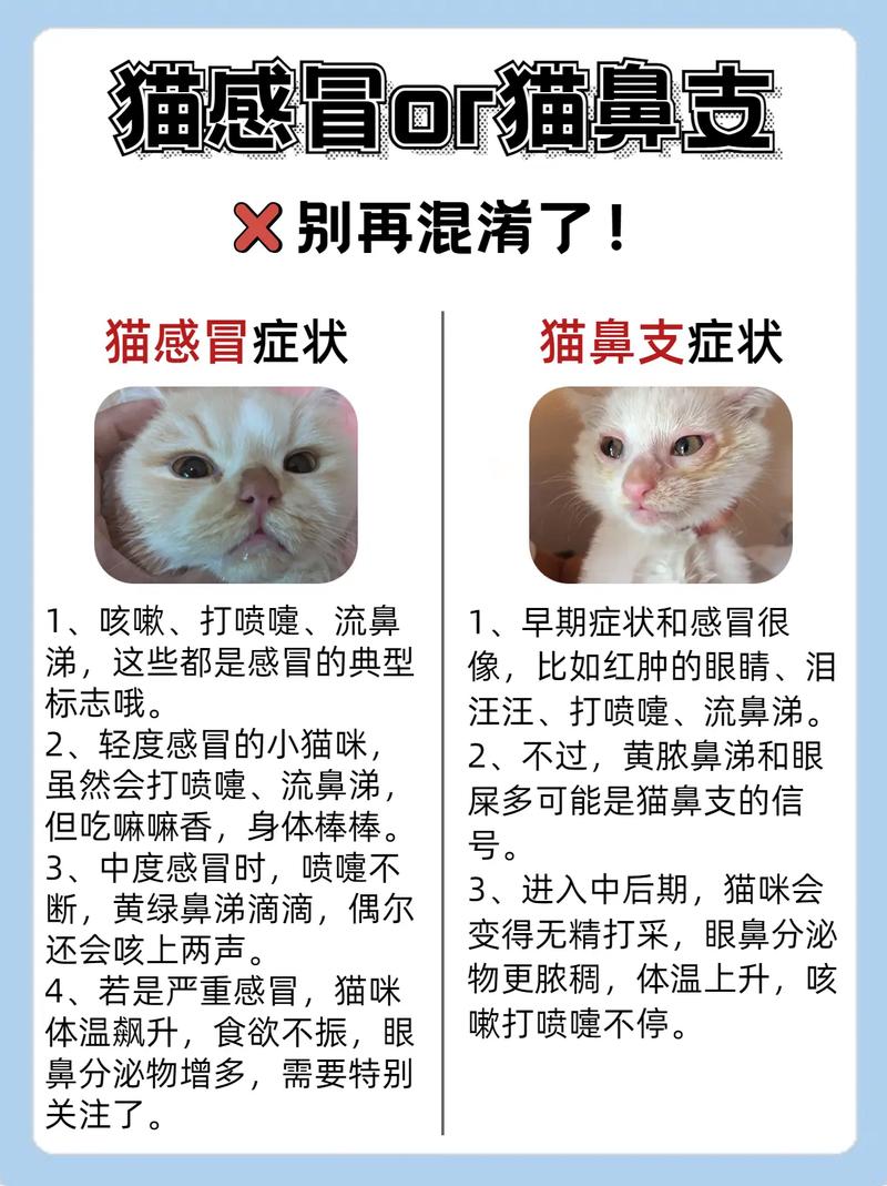猫猫感冒怎么办_猫咪感冒了能自愈吗-第5张图片-后鲨宠物 猫猫感冒怎么办_猫咪感冒了能自愈吗-第5张图片-后鲨宠物