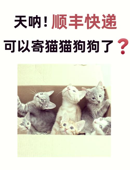 狗狗可以寄顺丰快递吗,狗能不能发顺丰-第1张图片-后鲨宠物 狗狗可以寄顺丰快递吗,狗能不能发顺丰-第1张图片-后鲨宠物