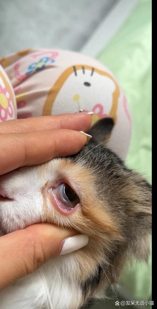 猫咪结膜炎能自愈吗,猫咪结膜炎严重了会怎么样?-第2张图片-后鲨宠物 猫咪结膜炎能自愈吗,猫咪结膜炎严重了会怎么样?-第2张图片-后鲨宠物