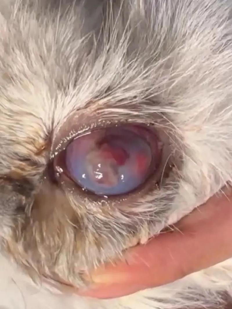 猫咪结膜炎能自愈吗,猫咪结膜炎严重了会怎么样?-第3张图片-后鲨宠物 猫咪结膜炎能自愈吗,猫咪结膜炎严重了会怎么样?-第3张图片-后鲨宠物