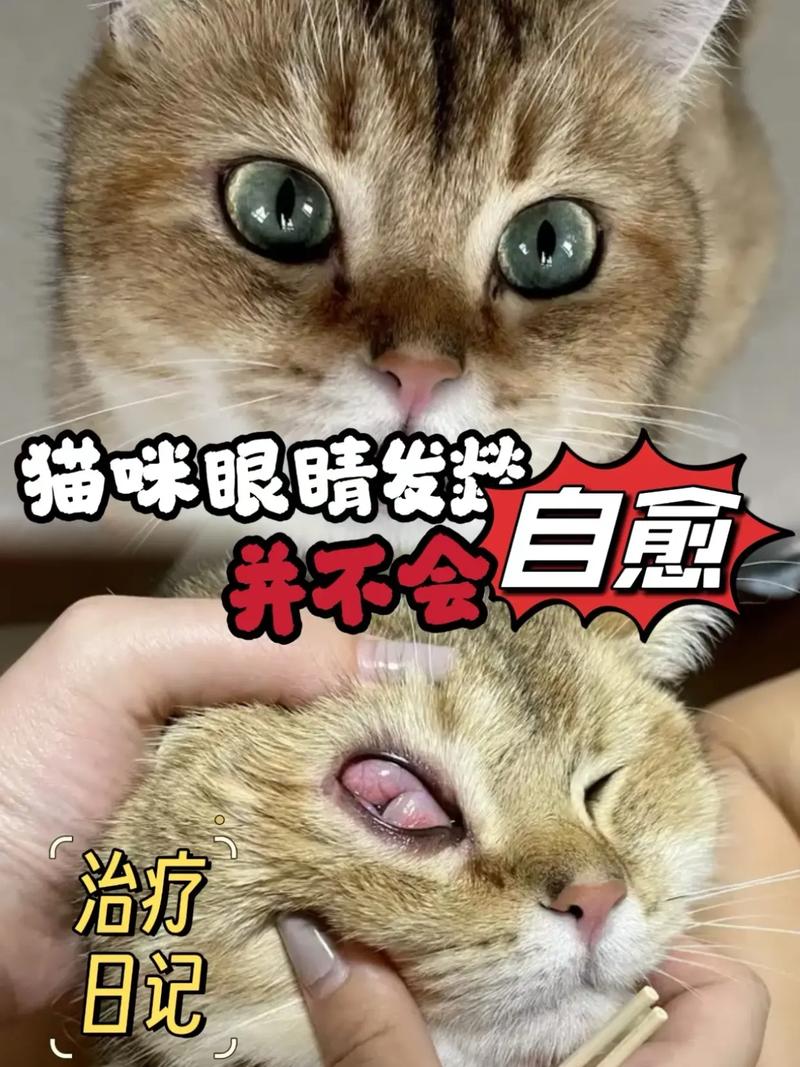 猫咪结膜炎能自愈吗,猫咪结膜炎严重了会怎么样?-第4张图片-后鲨宠物 猫咪结膜炎能自愈吗,猫咪结膜炎严重了会怎么样?-第4张图片-后鲨宠物