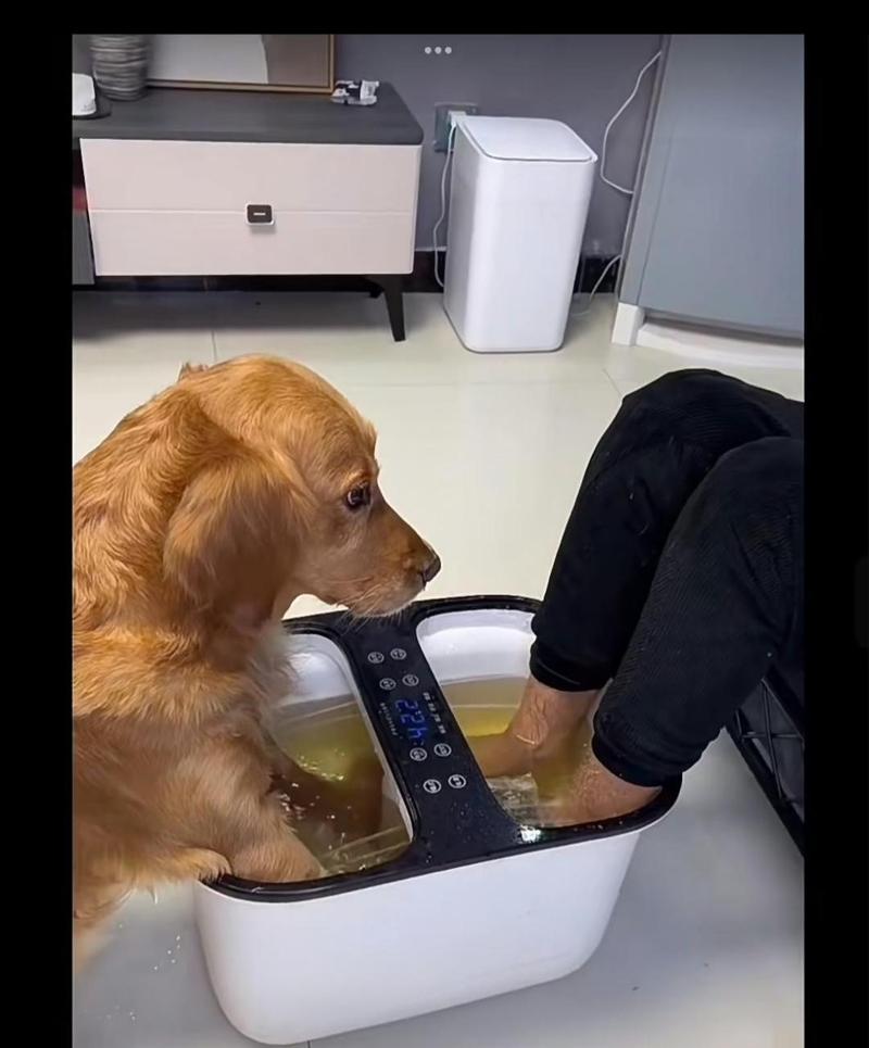 每天给狗狗洗脚好不好,每天都给狗狗洗澡好吗?-第3张图片-后鲨宠物 每天给狗狗洗脚好不好,每天都给狗狗洗澡好吗?-第3张图片-后鲨宠物