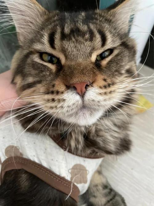 猫咪鼻子发出喷气声,猫咪鼻子发出喷气声好像鼻塞-第1张图片-后鲨宠物 猫咪鼻子发出喷气声,猫咪鼻子发出喷气声好像鼻塞-第1张图片-后鲨宠物