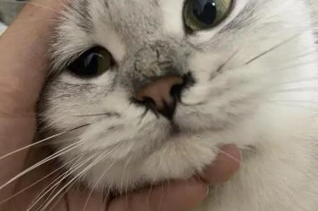 猫咪鼻子发出喷气声,猫咪鼻子发出喷气声好像鼻塞-第3张图片-后鲨宠物 猫咪鼻子发出喷气声,猫咪鼻子发出喷气声好像鼻塞-第3张图片-后鲨宠物