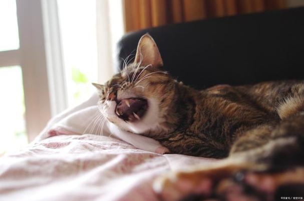 猫咪鼻子发出喷气声,猫咪鼻子发出喷气声好像鼻塞-第5张图片-后鲨宠物 猫咪鼻子发出喷气声,猫咪鼻子发出喷气声好像鼻塞-第5张图片-后鲨宠物