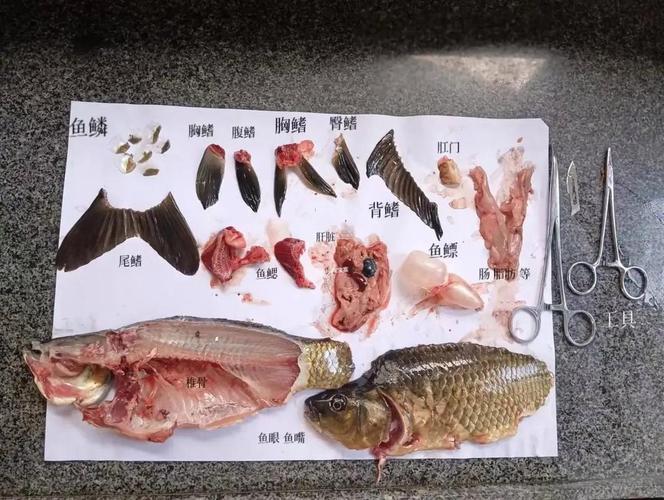 猫咪可以吃鱼内脏吗,宠物猫能吃鱼内脏吗??-第4张图片-后鲨宠物 猫咪可以吃鱼内脏吗,宠物猫能吃鱼内脏吗??-第4张图片-后鲨宠物