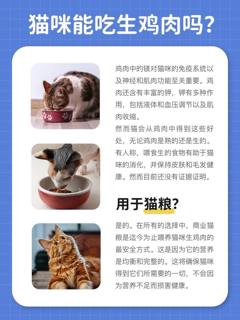 猫咪可以吃生鸡肉吗,家猫能不能吃生鸡肉-第1张图片-后鲨宠物 猫咪可以吃生鸡肉吗,家猫能不能吃生鸡肉-第1张图片-后鲨宠物