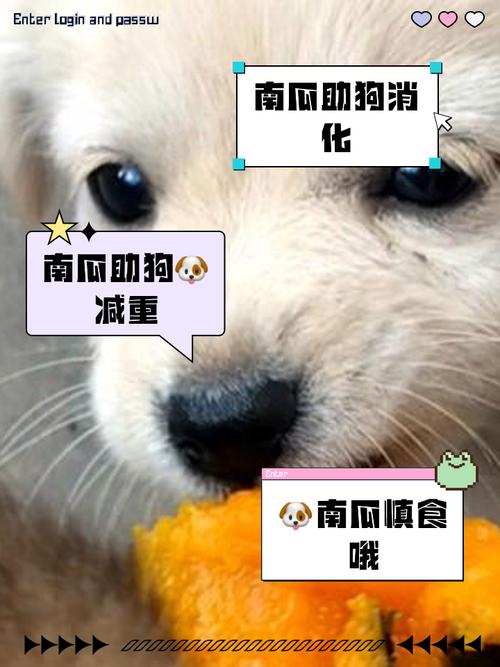 狗狗能吃南瓜子吗,狗狗可以吃南瓜子吗-第4张图片-后鲨宠物 狗狗能吃南瓜子吗,狗狗可以吃南瓜子吗-第4张图片-后鲨宠物