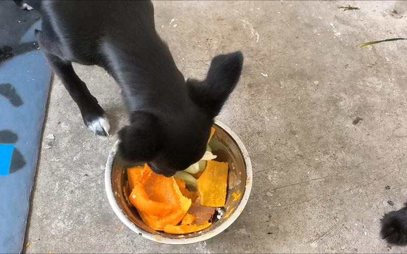 狗狗能吃南瓜子吗,狗狗可以吃南瓜子吗-第5张图片-后鲨宠物 狗狗能吃南瓜子吗,狗狗可以吃南瓜子吗-第5张图片-后鲨宠物