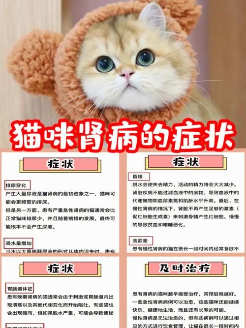 猫咪肾肿大有哪些症状,猫咪肾肿大就没救了吗?-第3张图片-后鲨宠物 猫咪肾肿大有哪些症状,猫咪肾肿大就没救了吗?-第3张图片-后鲨宠物