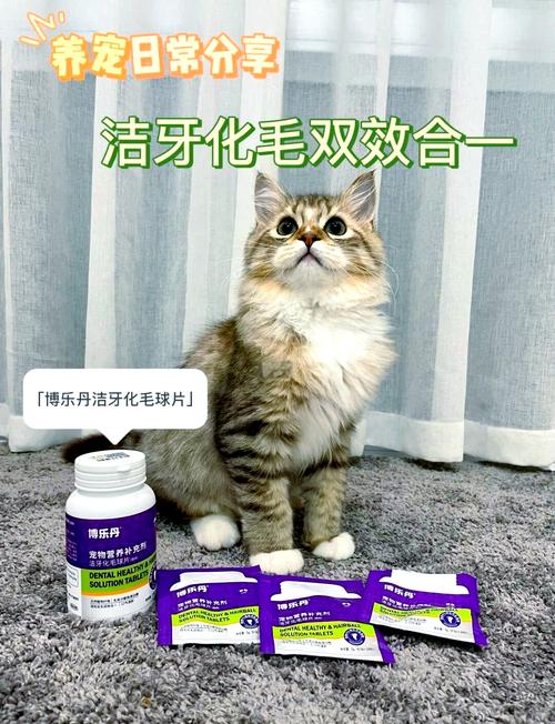 猫咪磨牙用什么,猫咪磨牙用什么方法-第4张图片-后鲨宠物 猫咪磨牙用什么,猫咪磨牙用什么方法-第4张图片-后鲨宠物