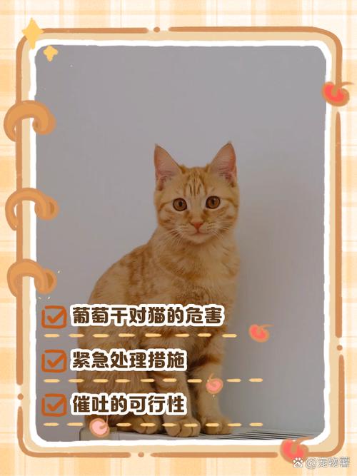猫咪可以吃葡萄干吗,小猫咪可以吃葡萄干?-第5张图片-后鲨宠物 猫咪可以吃葡萄干吗,小猫咪可以吃葡萄干?-第5张图片-后鲨宠物