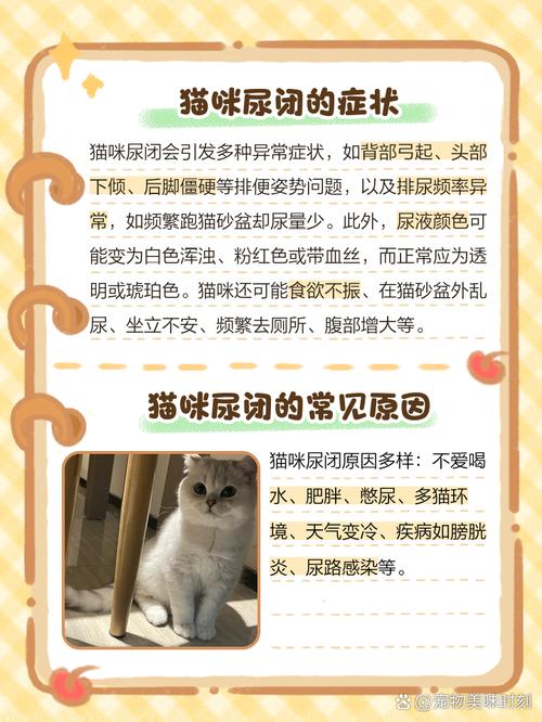 猫咪尿不出来怎么办,猫咪尿不出来怎么办还哀嚎还要喂水吗?-第1张图片-后鲨宠物 猫咪尿不出来怎么办,猫咪尿不出来怎么办还哀嚎还要喂水吗?-第1张图片-后鲨宠物