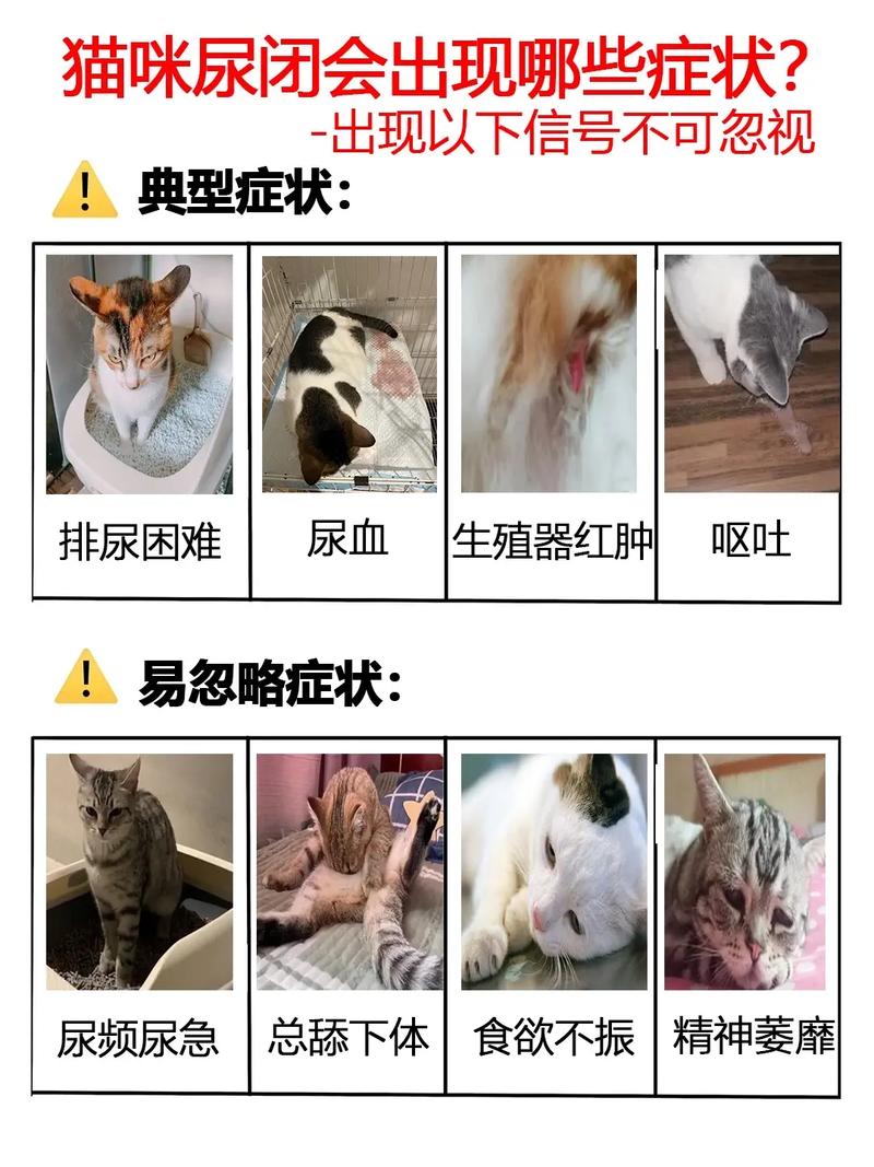 猫咪尿不出来怎么办,猫咪尿不出来怎么办还哀嚎还要喂水吗?-第3张图片-后鲨宠物 猫咪尿不出来怎么办,猫咪尿不出来怎么办还哀嚎还要喂水吗?-第3张图片-后鲨宠物