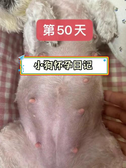 狗狗怀孕45天肚子不大,狗狗怀孕45天肚子不大正常吗-第1张图片-后鲨宠物 狗狗怀孕45天肚子不大,狗狗怀孕45天肚子不大正常吗-第1张图片-后鲨宠物