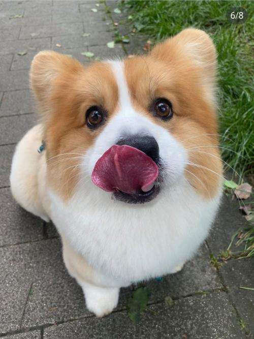 狗狗催吐肥皂水比例，狗狗催吐的方法肥皂水是香皂？-第2张图片-后鲨宠物