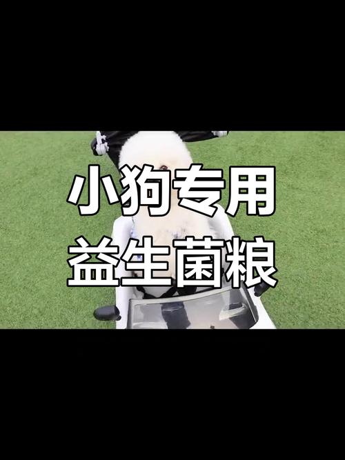 几个月大的狗狗吃什么,几个月大的狗应该吃什么?-第5张图片-后鲨宠物 几个月大的狗狗吃什么,几个月大的狗应该吃什么?-第5张图片-后鲨宠物