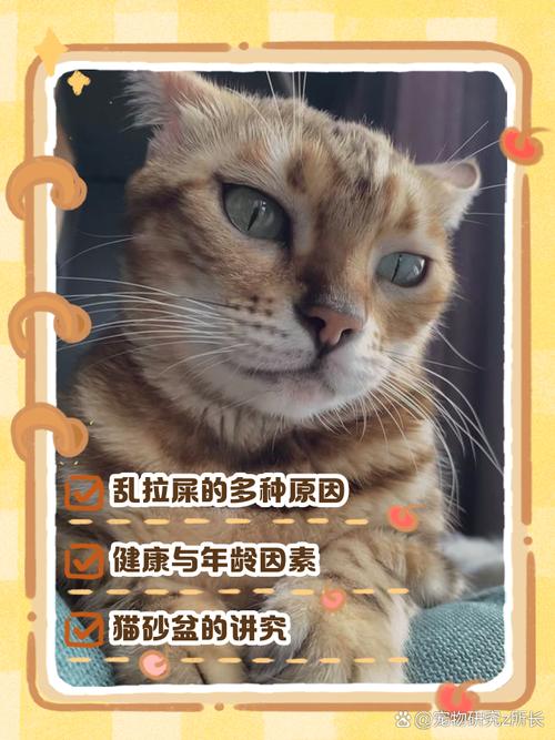 猫咪突然乱拉屎怎么办_猫咪乱拉屎怎么办总是拉床上-第2张图片-后鲨宠物 猫咪突然乱拉屎怎么办_猫咪乱拉屎怎么办总是拉床上-第2张图片-后鲨宠物