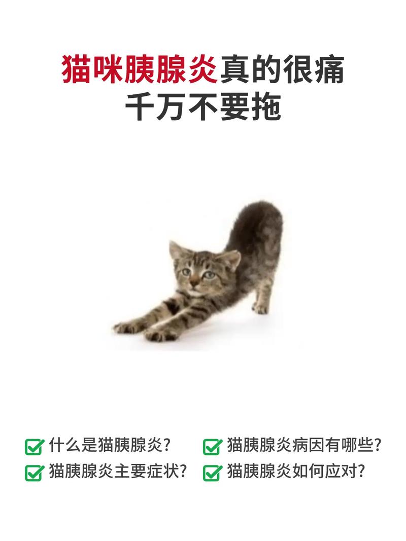 猫咪急性胰腺炎,猫咪急性胰腺炎能活多久?-第2张图片-后鲨宠物 猫咪急性胰腺炎,猫咪急性胰腺炎能活多久?-第2张图片-后鲨宠物