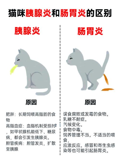 猫咪急性胰腺炎,猫咪急性胰腺炎能活多久?-第4张图片-后鲨宠物 猫咪急性胰腺炎,猫咪急性胰腺炎能活多久?-第4张图片-后鲨宠物