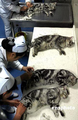 猫咪绝育怎么做_猫咪绝育做心超有必要做吗-第2张图片-后鲨宠物 猫咪绝育怎么做_猫咪绝育做心超有必要做吗-第2张图片-后鲨宠物