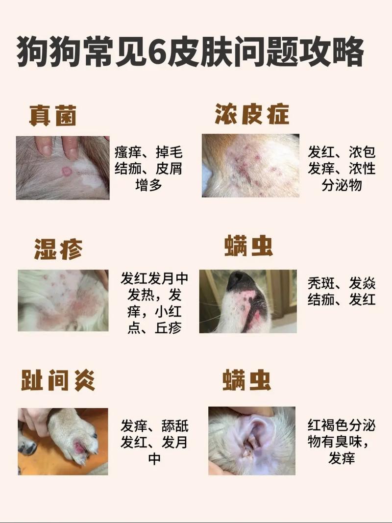 狗狗吃什么对皮肤病好_给狗狗吃什么营养药不容易患皮肤病-第2张图片-后鲨宠物 狗狗吃什么对皮肤病好_给狗狗吃什么营养药不容易患皮肤病-第2张图片-后鲨宠物